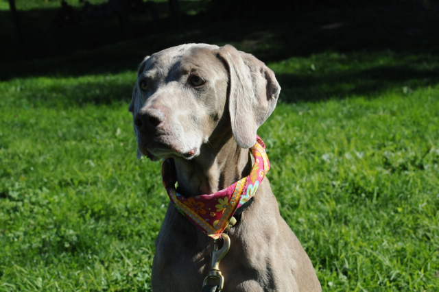 Alonsa in Foster